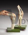 Knee Joint Full Function Profession​al Bone Model